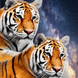 Спално бельо Тигри 3D 1348